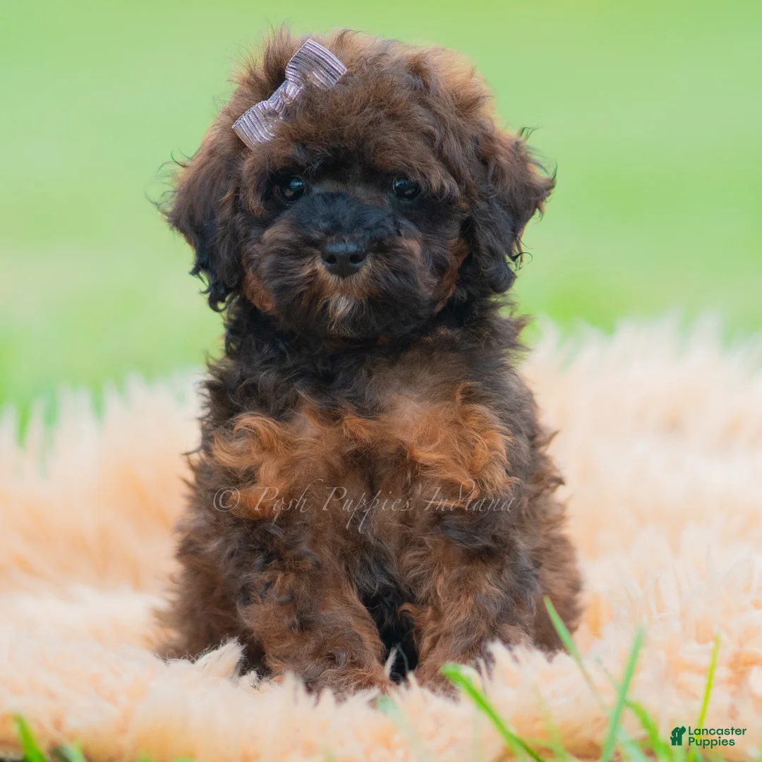 Toy Poodle dogs for sale: Pumpkin - Ad 2