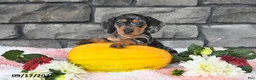 Miniature Dachshund dogs for sale: Flicka - Ad 3