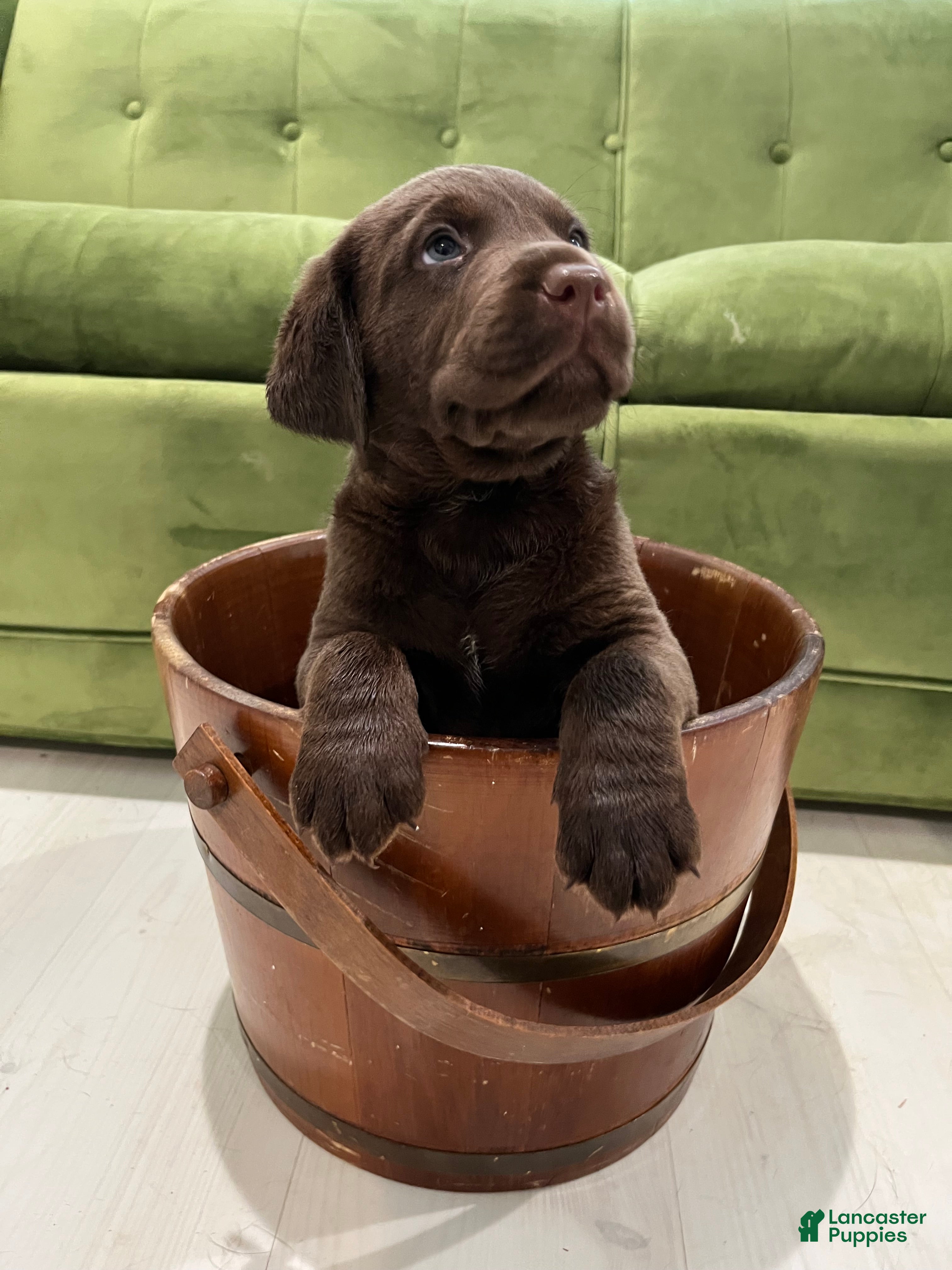 Labrador Retriever dogs Sparky - Ad 34