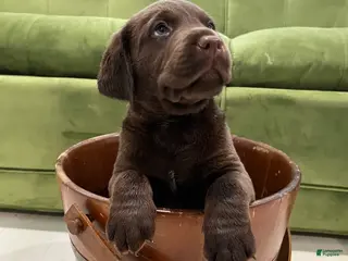 Labrador Retriever dogs Sparky - Ad 34