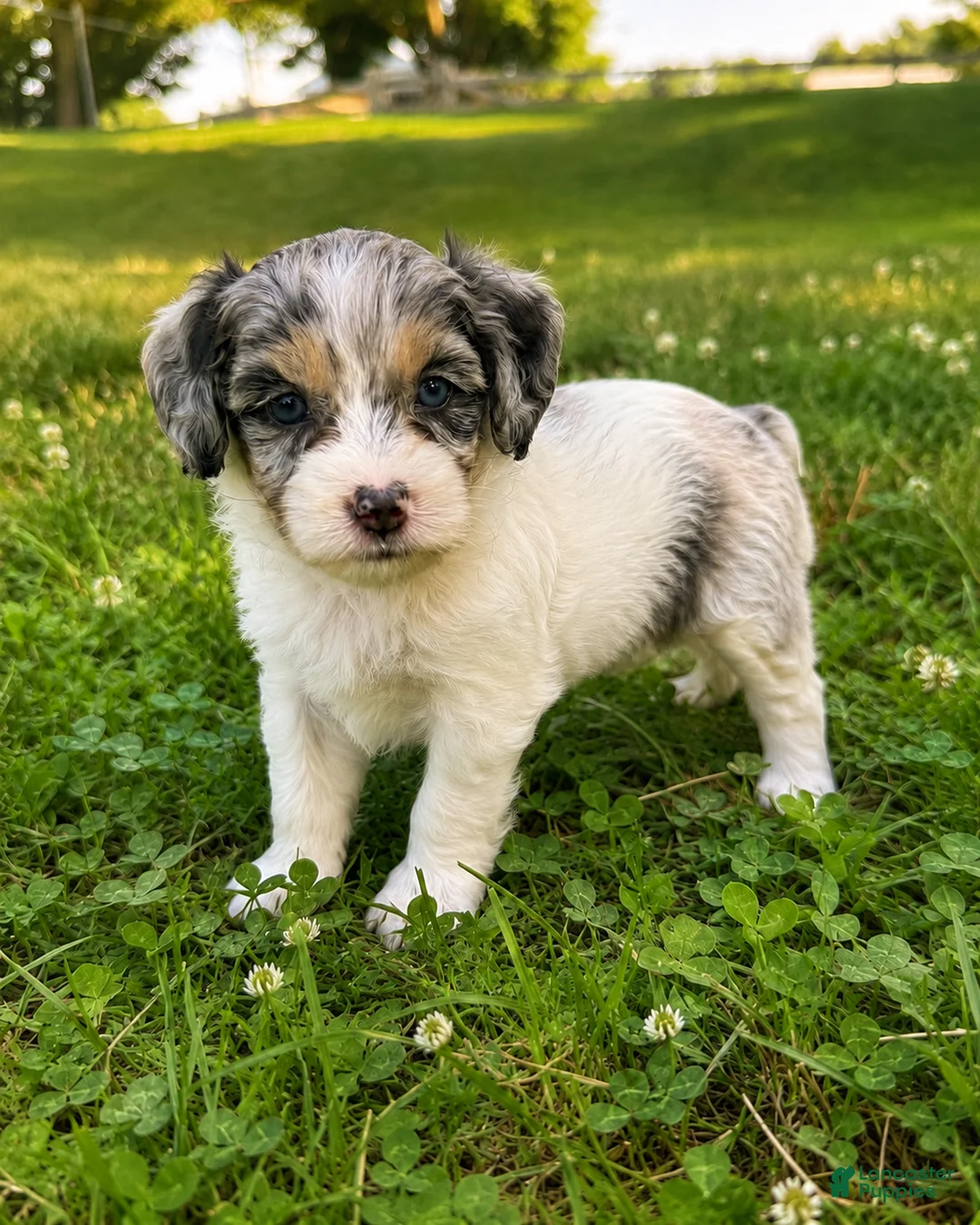 Mini Bernedoodle dogs for sale: Katniss - Ad 1