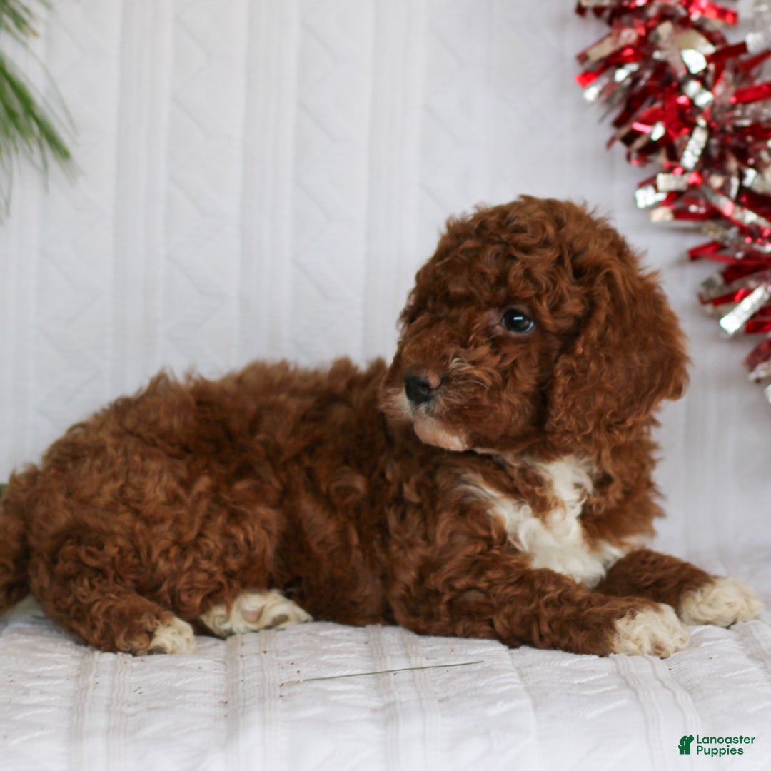 Mini Goldendoodle dogs for sale: Comet  - Ad 1