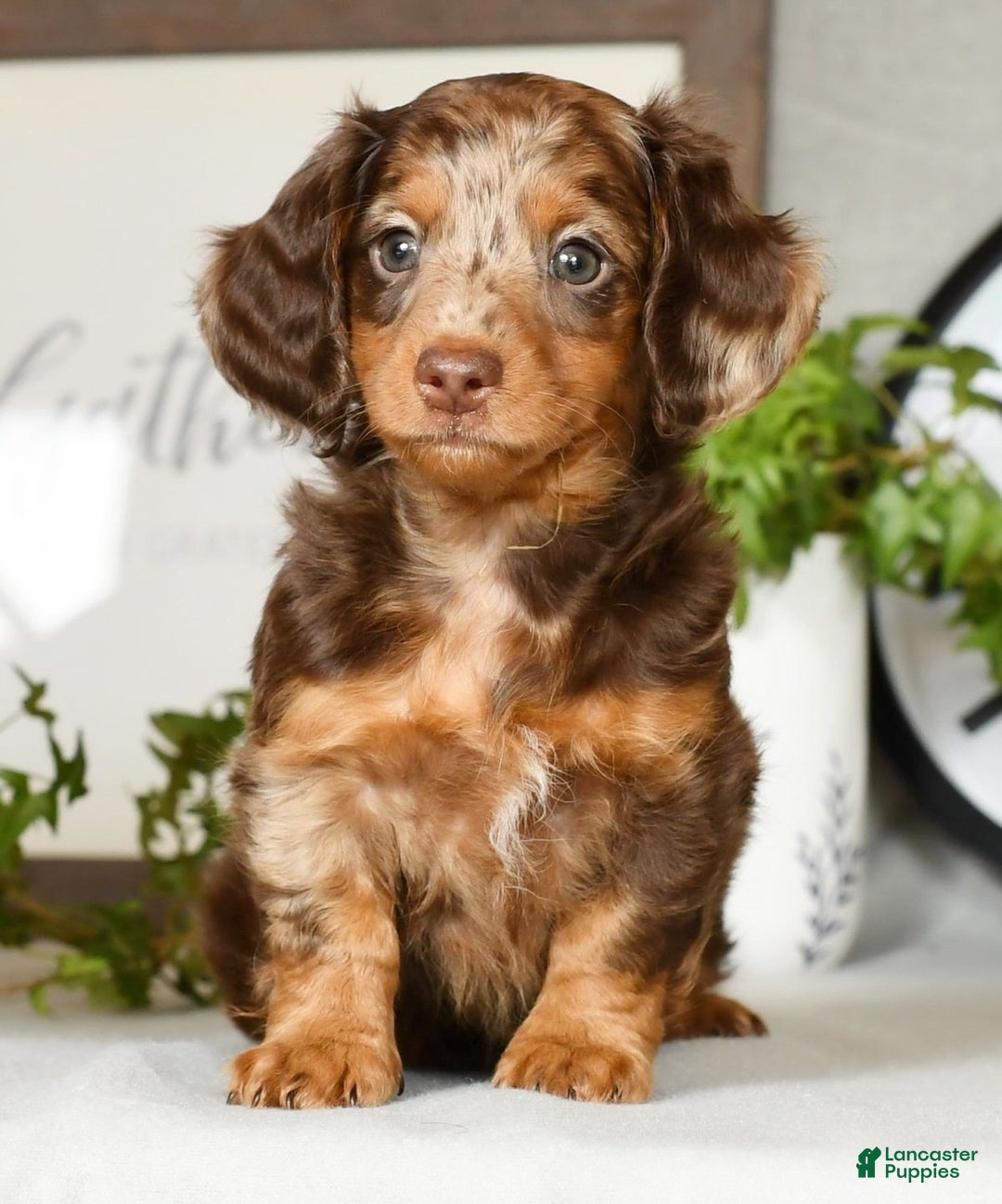 Miniature Dachshund Puppies Small Dogs For Sale Under $300