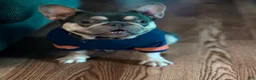 French Bulldog dogs for sale: French Bulldog Puppy 1 - Ad 6