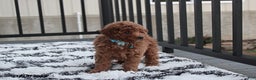Toy Poodle dogs for sale: Patrick - Ad 7