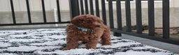 Toy Poodle dogs for sale: Patrick - Ad 26