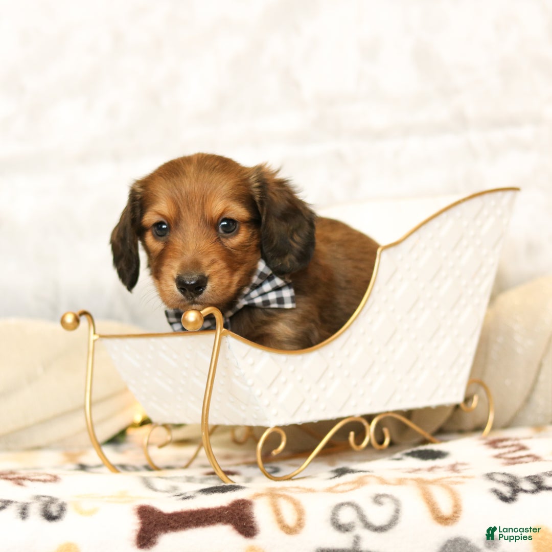 Miniature Dachshund dogs for sale: Jackson - Ad 1