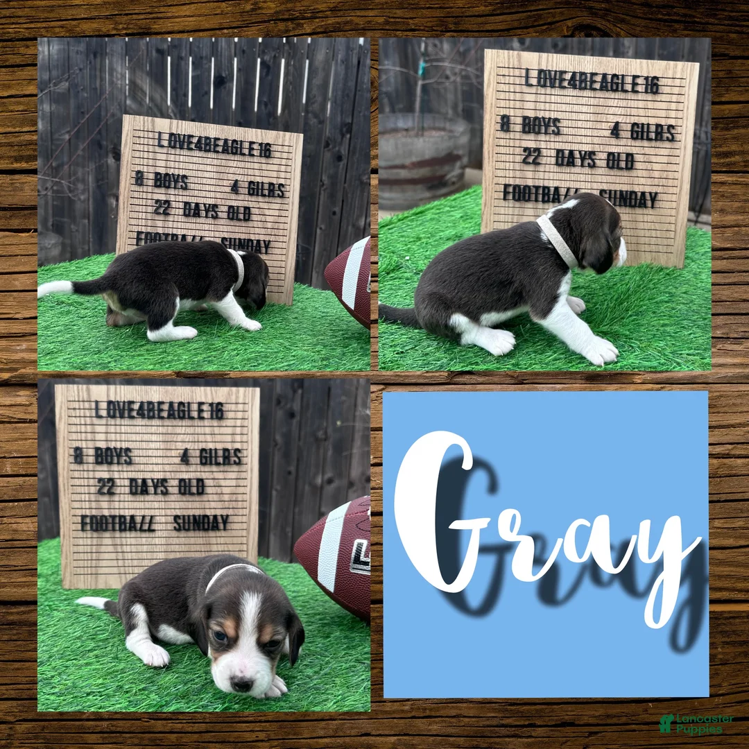 Beagle dogs for sale: Beagle Puppy 1 - Ad 1