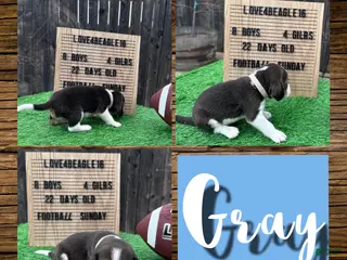 Beagle dogs Beagle Puppy 1 - Ad 23