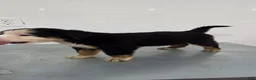 Bernese Mountain Dog dogs for sale: Bernese Mountain Dog Puppy 5 - Ad 2