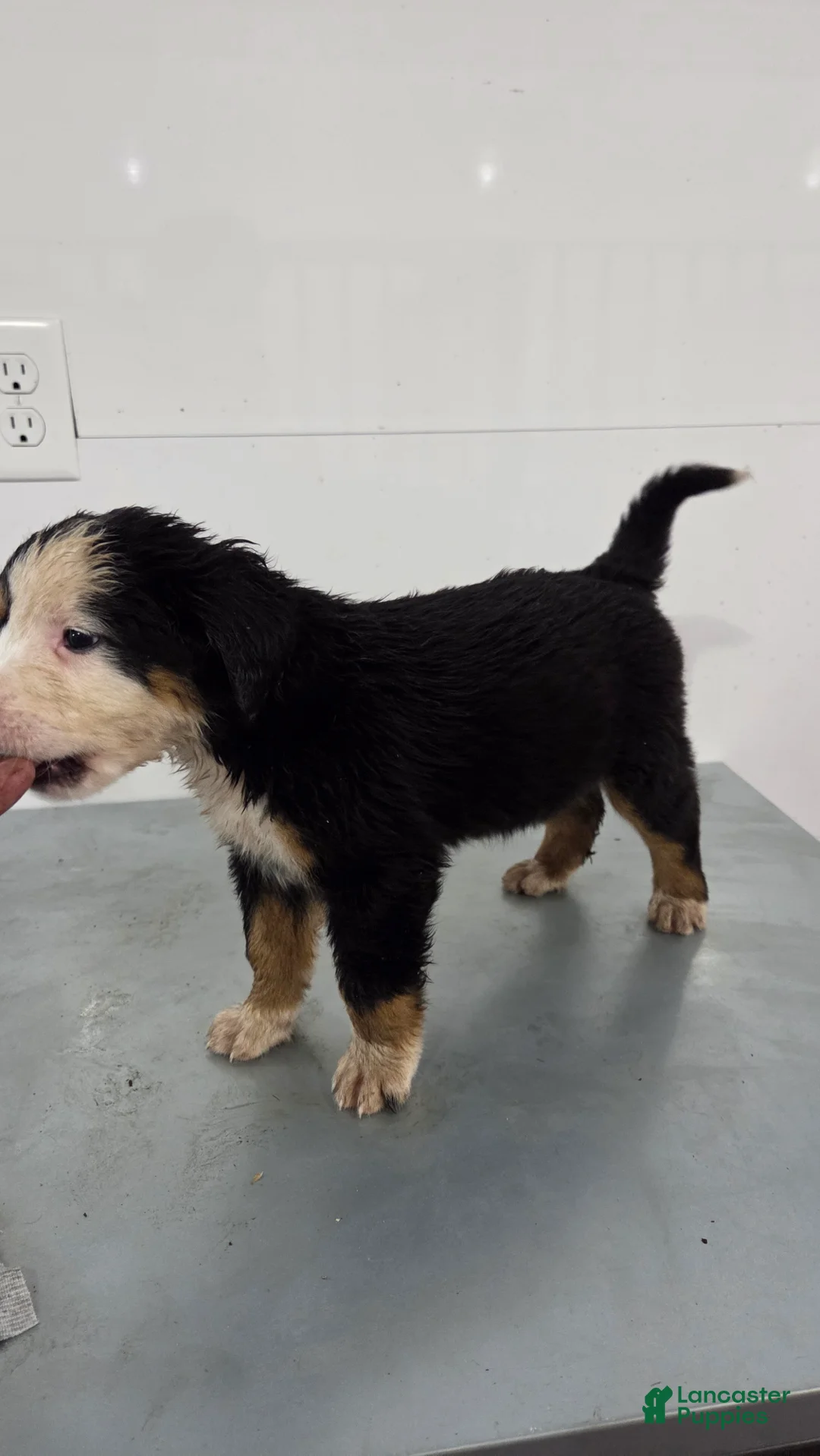 Bernese Mountain Dog dogs for sale: Bernese Mountain Dog Puppy 5 - Ad 2