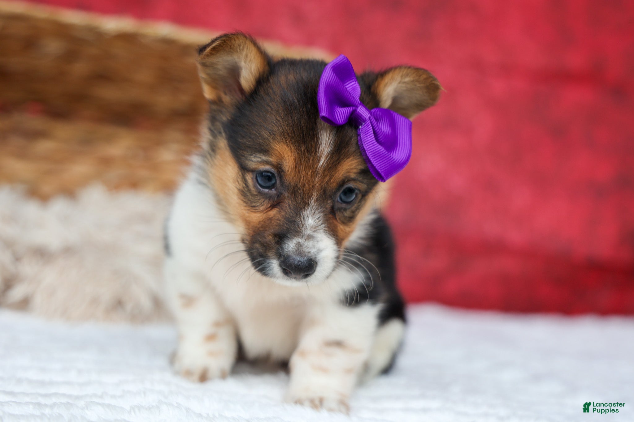 Welsh Corgi Pembroke dogs Abby🩷  - Ad 1