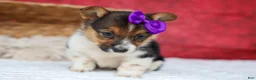Welsh Corgi Pembroke dogs for sale: Abby🩷  - Ad 13