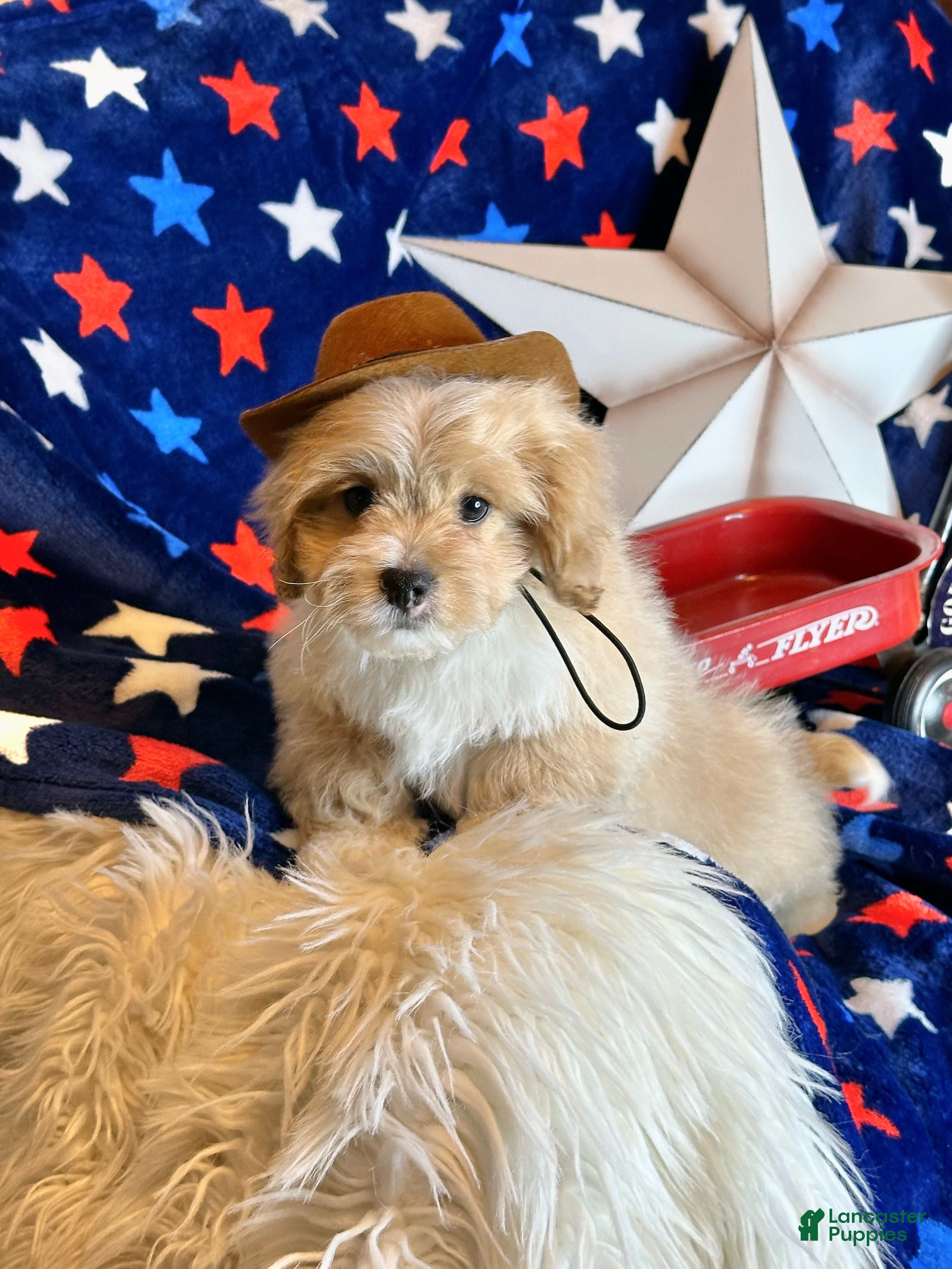 Pekapoo dogs Winston - Ad 2