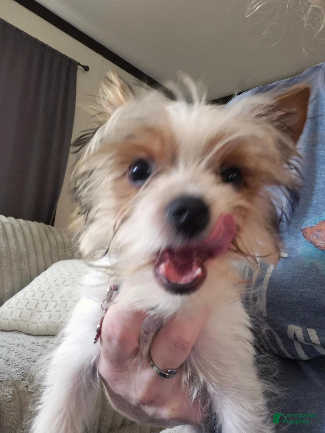 Yorkshire Terrier dogs for sale: Yorkshire Terrier 1 - Ad 7