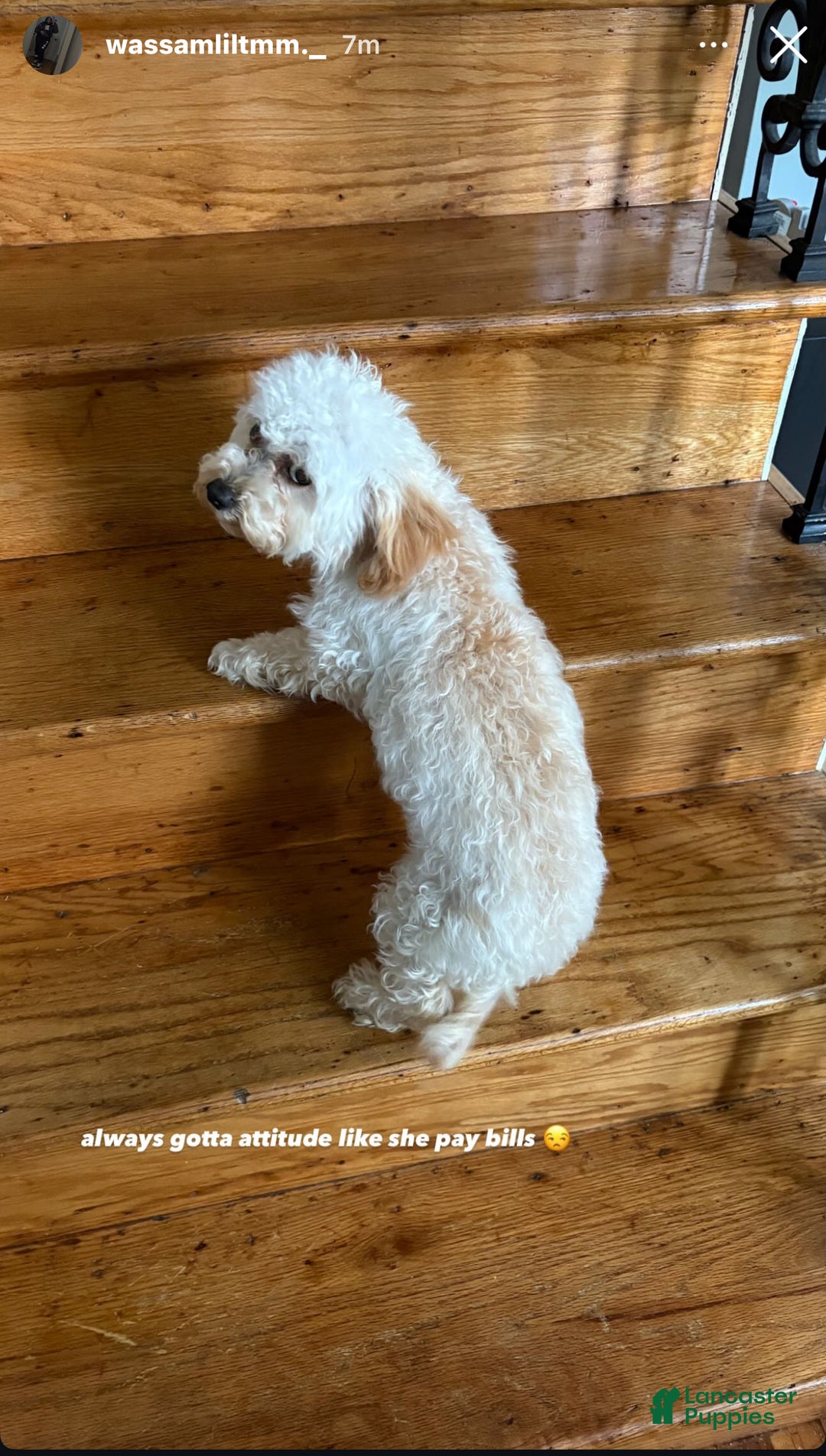 Havapoo dogs for sale: Havapoo Puppy 1 - Ad 8