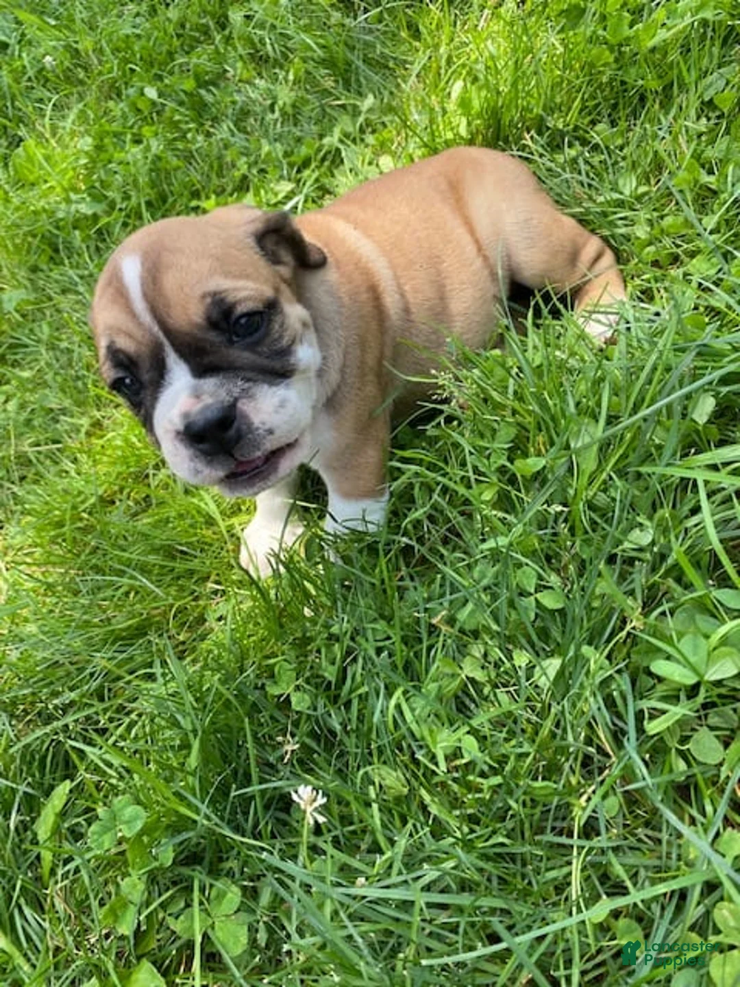 Gallery Image {{count}}