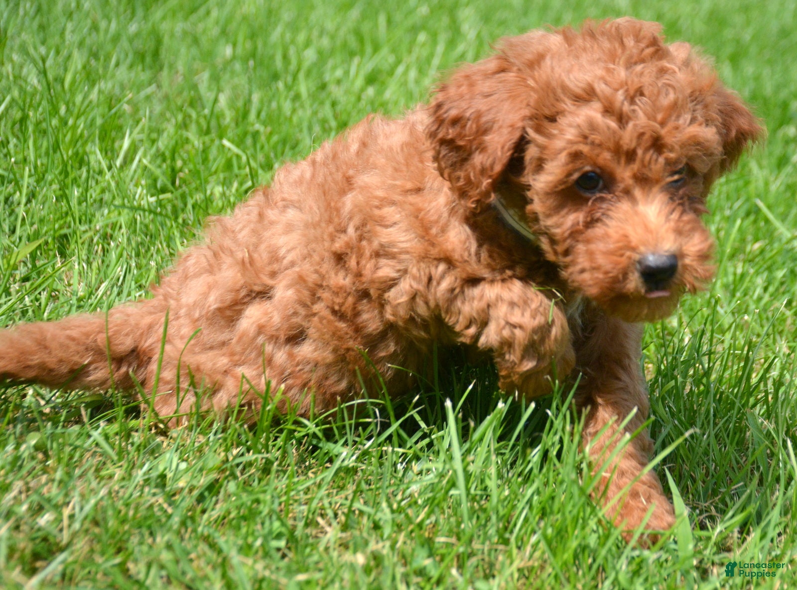 Mini Goldendoodle dogs Deedee Mini Goldendoodle 8 - Ad 7