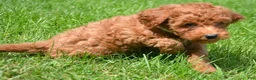 Mini Goldendoodle dogs for sale: Deedee Mini Goldendoodle 8 - Ad 1