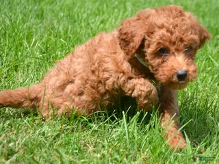 Mini Goldendoodle dogs Deedee Mini Goldendoodle 8 - Ad 7