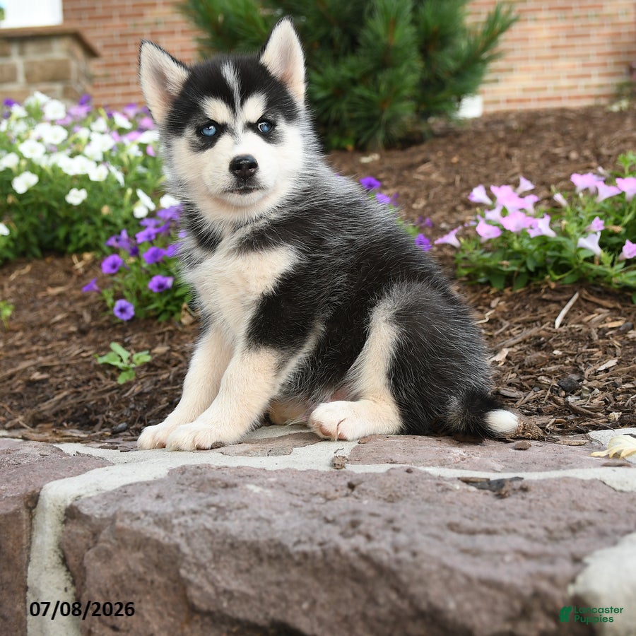 Pomsky dogs Thor - Ad 2