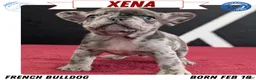 French Bulldog dogs for sale: Xena - Ad 1