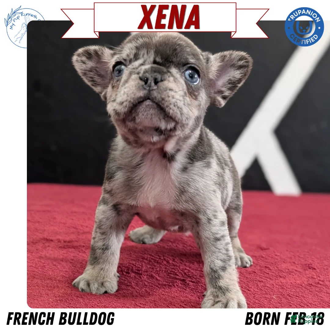 French Bulldog dogs for sale: Xena - Ad 1