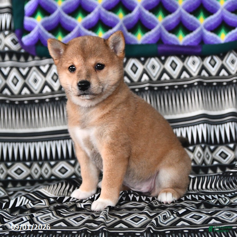 Shiba Inu dogs Kate - Ad 1