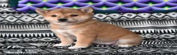 Shiba Inu dogs for sale: Kate - Ad 1