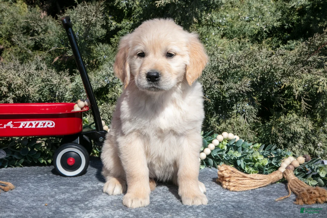 Golden Retriever dogs for sale: Marina - Ad 1