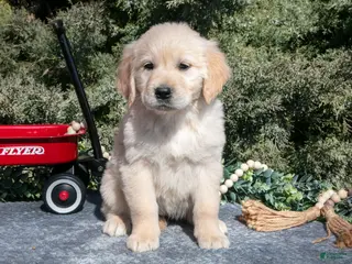 Golden Retriever dogs for sale: Marina - Ad 3