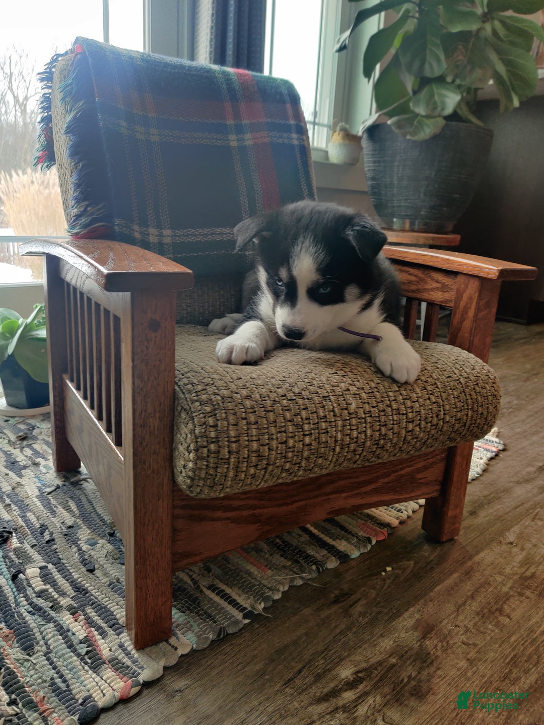 Siberian Husky dogs for sale: Susan - Ad 6