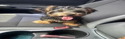 Yorkshire Terrier dogs for sale: Mace - Ad 5
