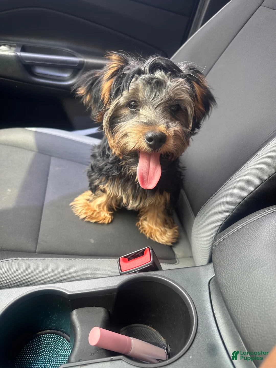 Yorkshire Terrier dogs for sale: Mace - Ad 5