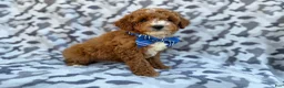Cavapoo dogs for sale: Astor - Ad 2