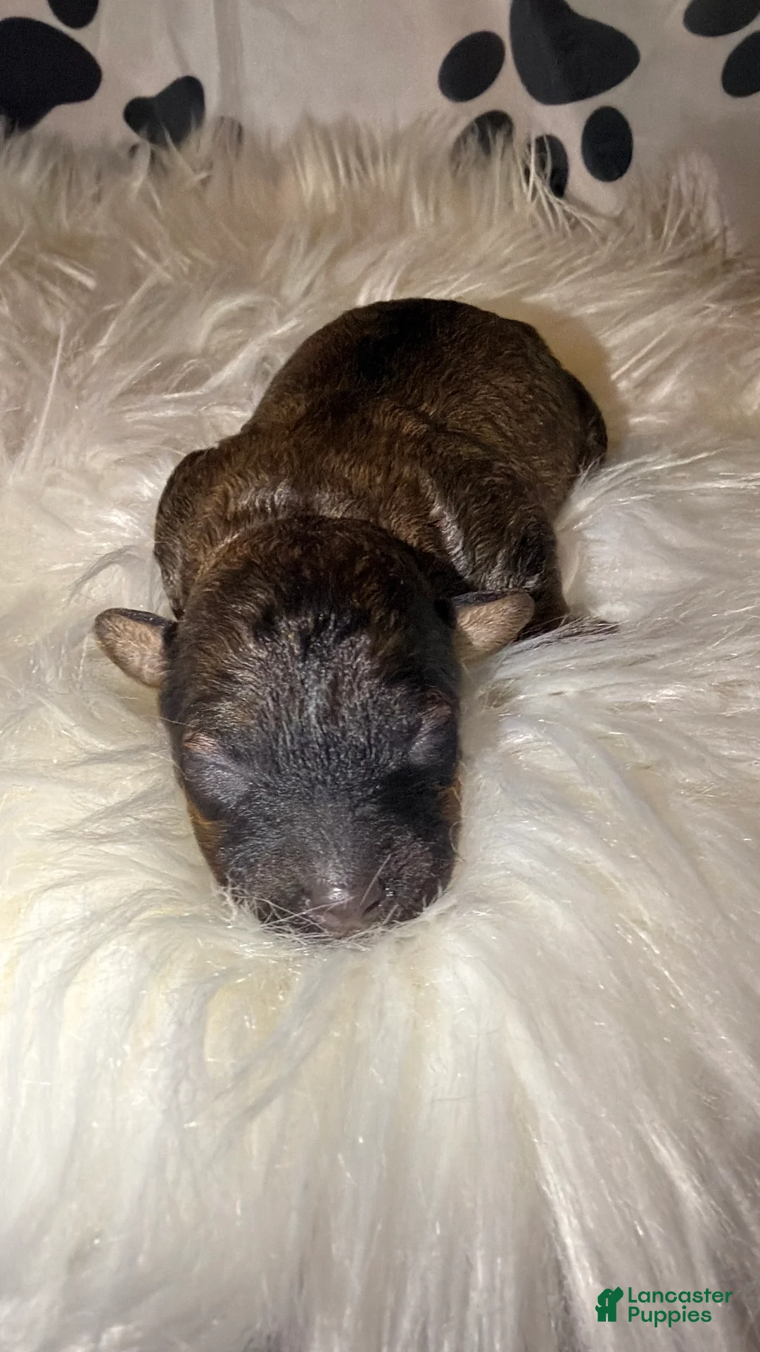 Toy Poodle dogs for sale: Rome  - Ad 1