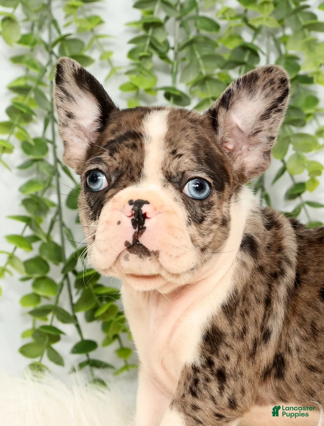 Frenchton dogs for sale: Bailey - Ad 6