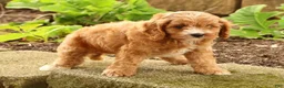 Cavapoo dogs for sale: Jasper - Ad 9