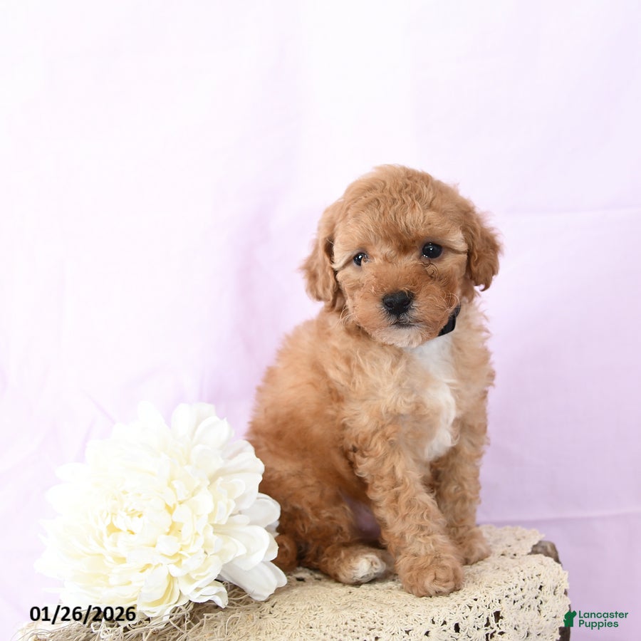 Shihpoo dogs Elliot - Ad 24