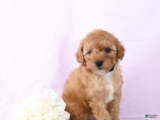 Shihpoo dogs Elliot - Ad 24