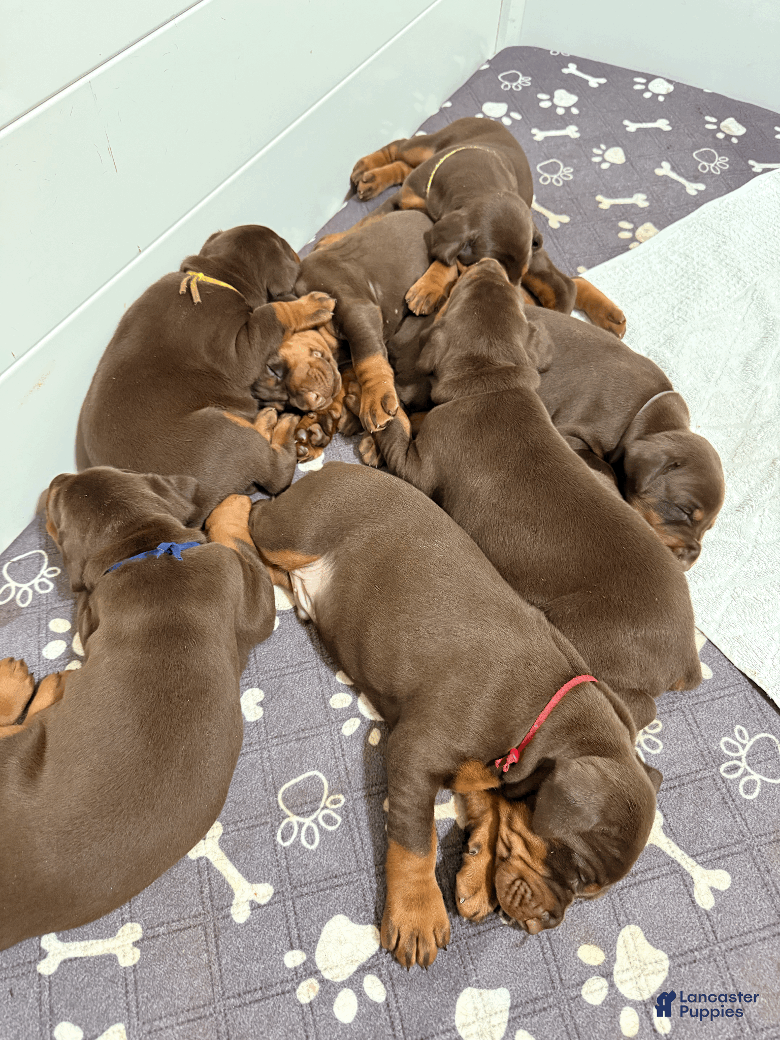 Doberman Pinscher dogs Black Collar Female - Ad 23