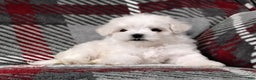 Maltese dogs for sale: Dana - Ad 7