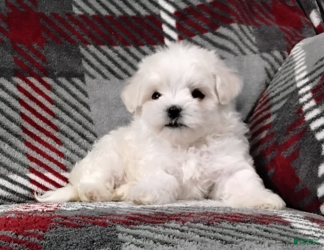 Maltese dogs for sale: Dana - Ad 7