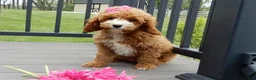 Cavapoo dogs for sale: Lulu - Ad 3