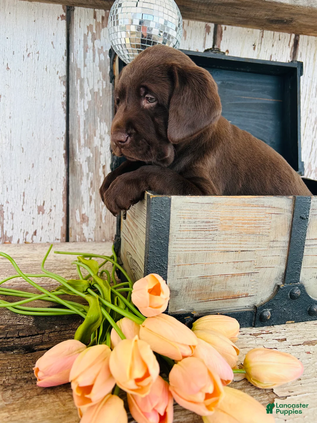 Labrador Retriever dogs for sale: Duke - Ad 5