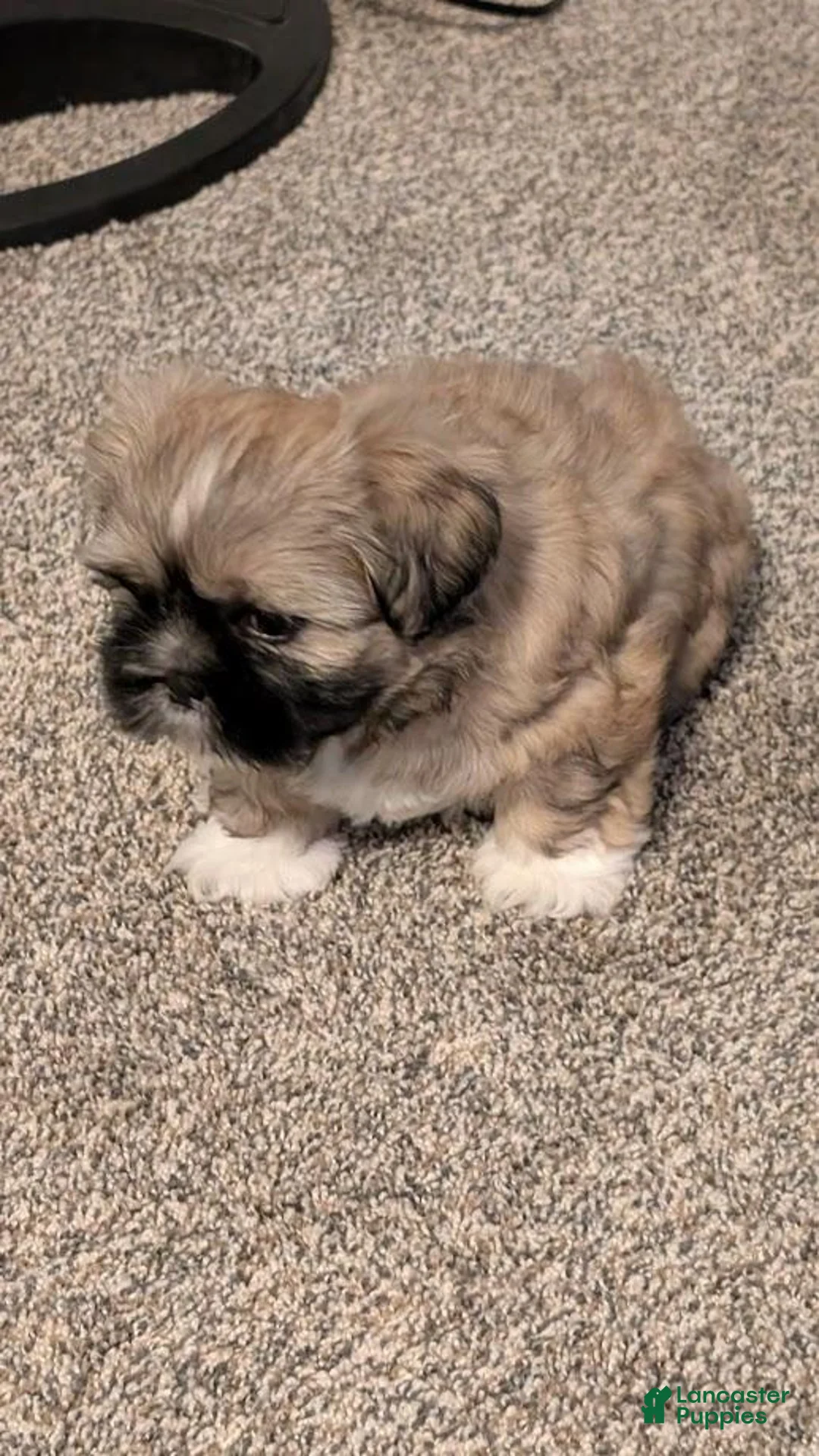 Mixed Breed dogs for sale: Jerry - Ad 1