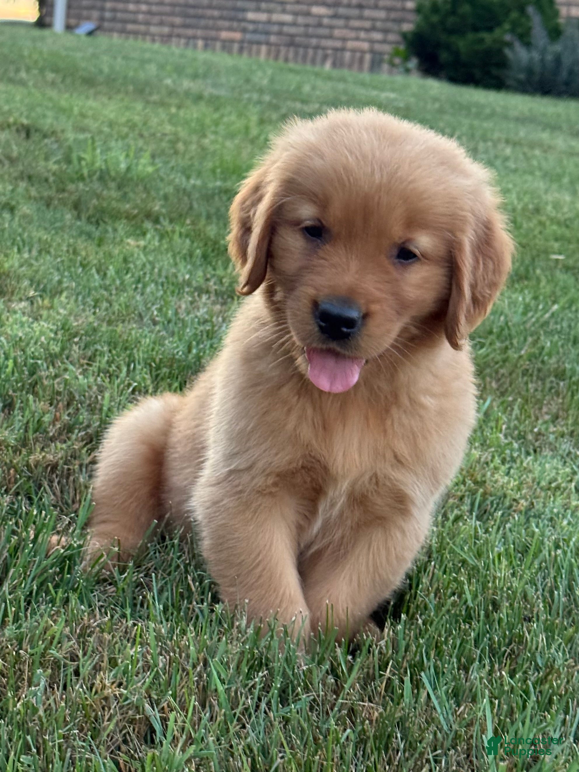 Golden Retriever dogs Milo - Ad 1