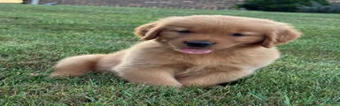 Milo