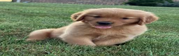 Golden Retriever dogs for sale: Milo - Ad 1