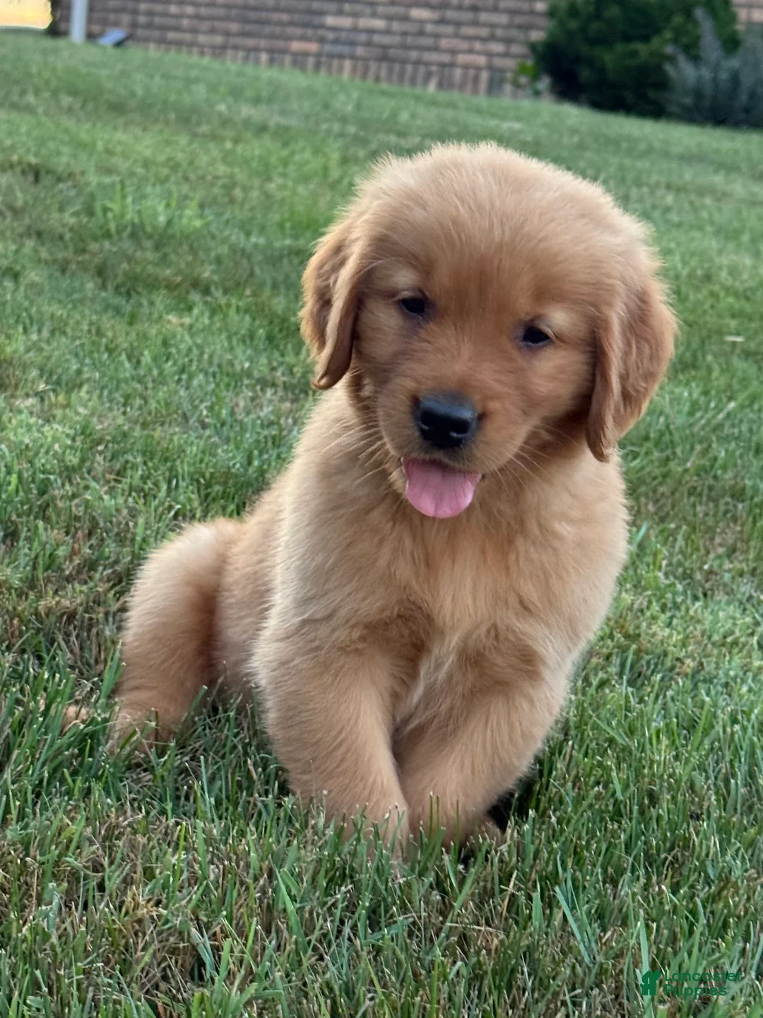 Golden Retriever dogs for sale: Milo - Ad 1